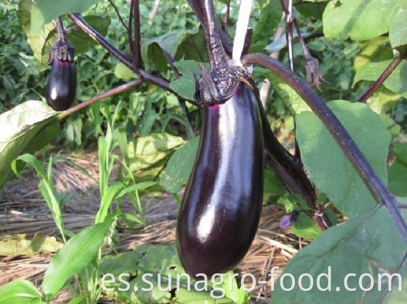 Healthy Organic Eggplant